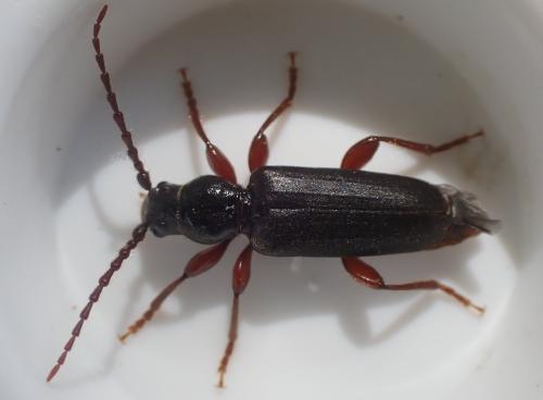 Réf. 322 072 : Tetropium castaneum